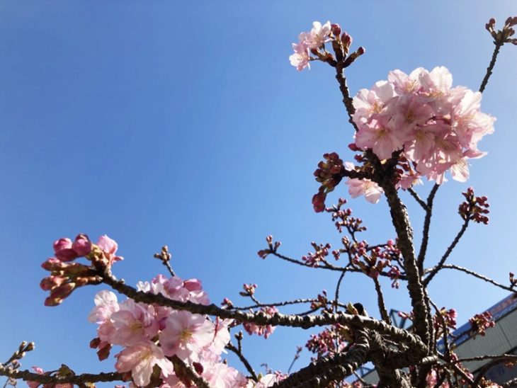 河津桜と菜の花の三浦海岸